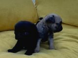 Pug Mops Üst Kali̇te Bebekler