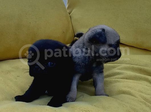 Pug Mops Üst Kali̇te Bebekler görsel