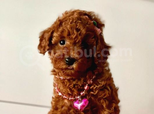 Orjinal Toy Poodle görsel