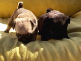 Pug Mops Üst Kali̇te Bebekler