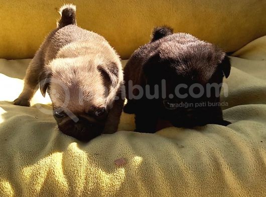 Pug Mops Üst Kali̇te Bebekler görsel