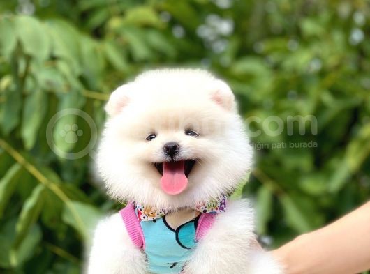 Kusursuz Karbeyaz Pomeranian Boo