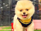 Krem Pomerani̇an Boo Erkek