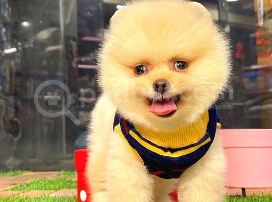 Krem Pomerani̇an Boo Erkek görsel