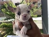French Bulldog Özel Renk Bebekler
