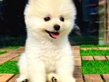Safkan Pomeranian Boo