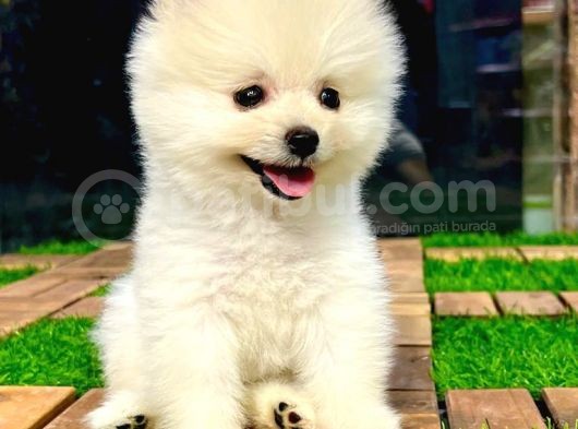 Safkan Pomeranian Boo görsel