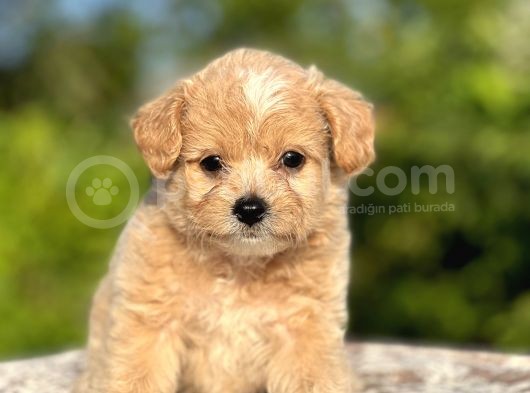 Show Kalite Maltipoo Bebekler görsel