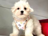 Tüy Dökmeyen Maltese Mini Yavrular