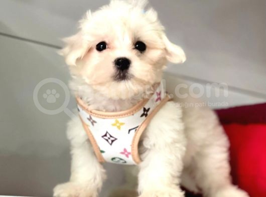 Tüy Dökmeyen Maltese Mini Yavrular görsel