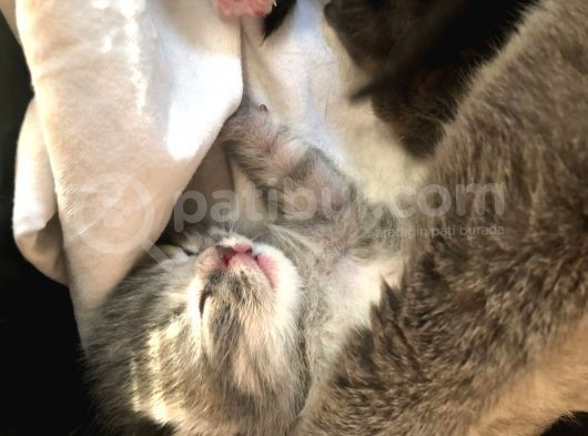 Gri British Shorthair Erkek görsel