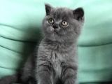 Safkan Orji̇nal Erkek Bri̇ti̇sh Shorthai̇r