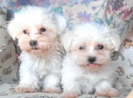 Bursa Köpek Okulundan Maltese Yavrular görsel