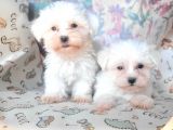 Bursa Köpek Okulundan Maltese Yavrular