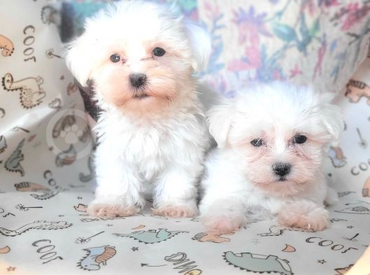 Bursa Köpek Okulundan Maltese Yavrular görsel