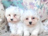 Bursa Köpek Okulundan Maltese Yavrular