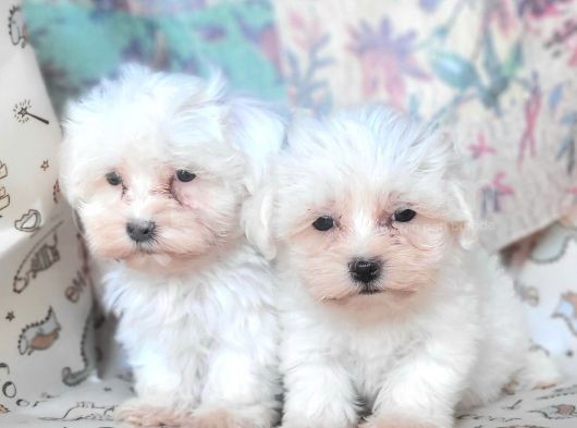 Bursa Köpek Okulundan Maltese Yavrular