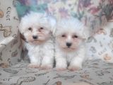 Bursa Köpek Okulundan Maltese Yavrular