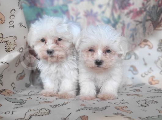 Bursa Köpek Okulundan Maltese Yavrular görsel
