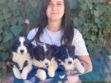 Bursa Köpek Okulundan Border Collie Yavrular