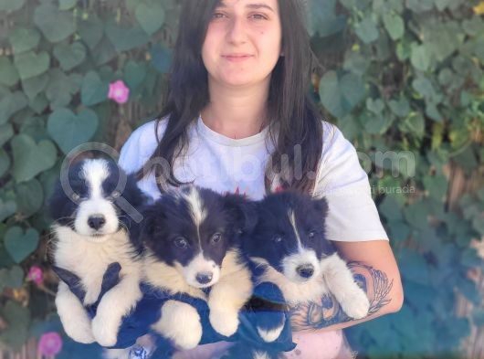 Bursa Köpek Okulundan Border Collie Yavrular görsel