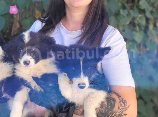 Bursa Köpek Okulundan Border Collie Yavrular görsel