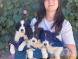 Bursa Köpek Okulundan Border Collie Yavrular