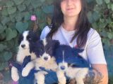 Bursa Köpek Okulundan Border Collie Yavrular