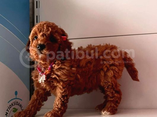 Orjinal Toy Poodle görsel
