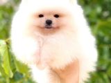 Ayicik Pomerani̇an Boo