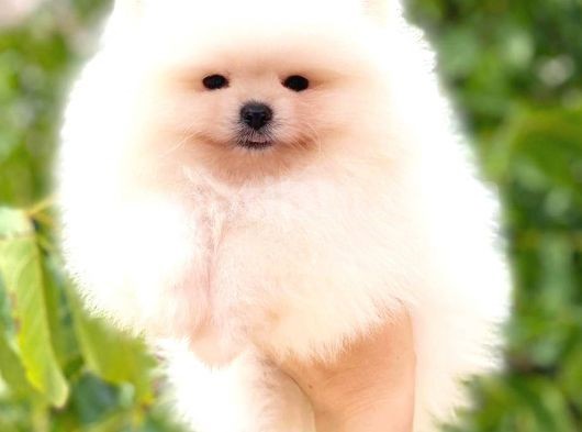 Ayicik Pomerani̇an Boo görsel