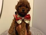Karamelll.toypoodle ‘In Bebeklerii