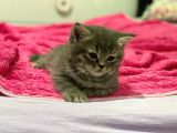 Gri British Shorthair Erkek