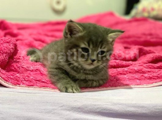Gri British Shorthair Erkek