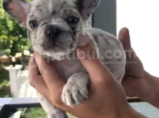 French Bulldog Özel Renk Bebekler