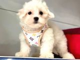Tüy Dökmeyen Maltese Mini Yavrular