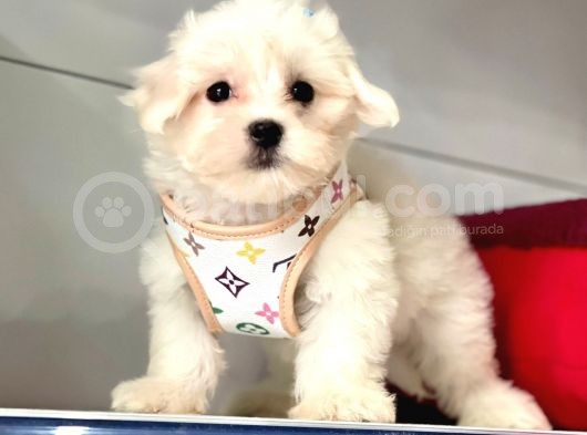 Tüy Dökmeyen Maltese Mini Yavrular