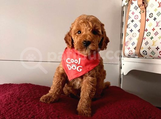 Safkan Toy Poodle Yavrularımız görsel