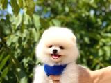 Gülen Yüz Pomerani̇an Boo