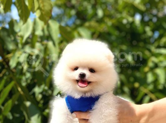 Gülen Yüz Pomerani̇an Boo