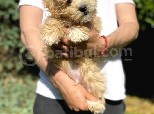 Di̇zayn Irk Malti̇poo Bebekler