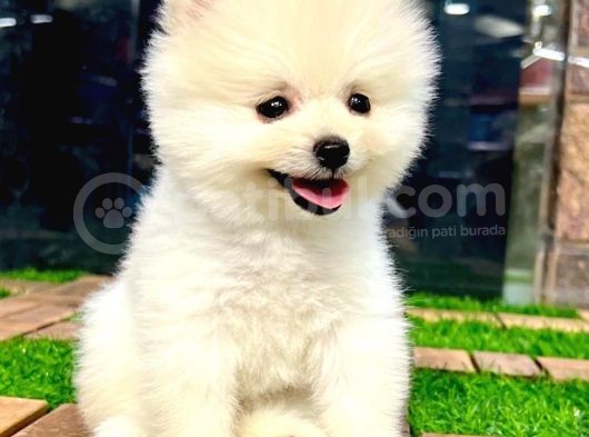 Kusursuz Karbeyaz Di̇şi̇ Pomerani̇an Boo görsel