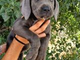 Blue Cane Corsa Yavrular