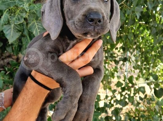 Blue Cane Corsa Yavrular