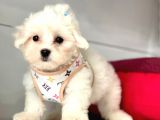 Tüy Dökmeyen Maltese Mini Yavrular