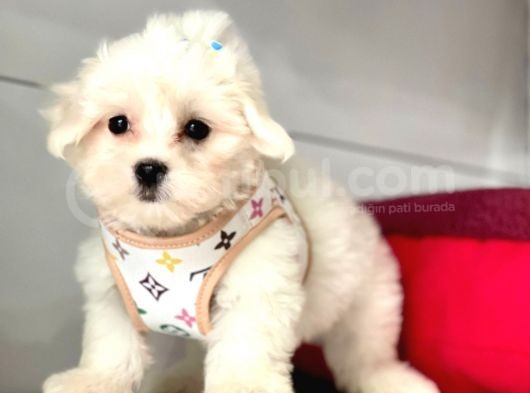 Tüy Dökmeyen Maltese Mini Yavrular görsel
