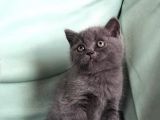 Safkan Orji̇nal Erkek Bri̇ti̇sh Shorthai̇r
