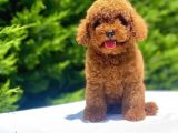 A Kali̇te Red Poodle Bebekler