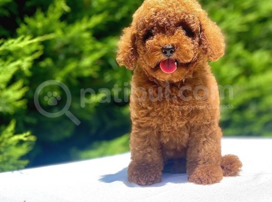 A Kali̇te Red Poodle Bebekler