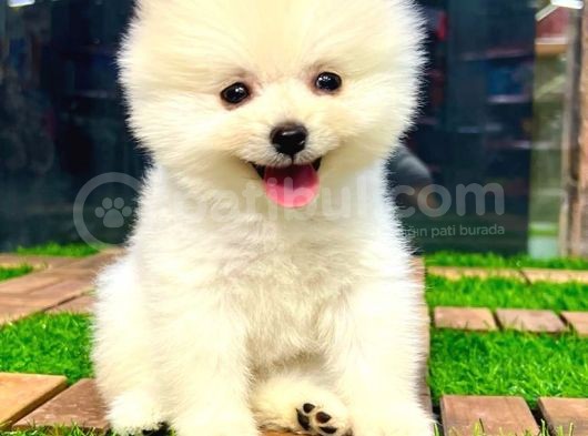 Safkan Pomeranian Boo görsel
